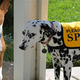 Illustration for article titled If You Have a Dog, You Can't Miss This Gadget Guide for the Spring